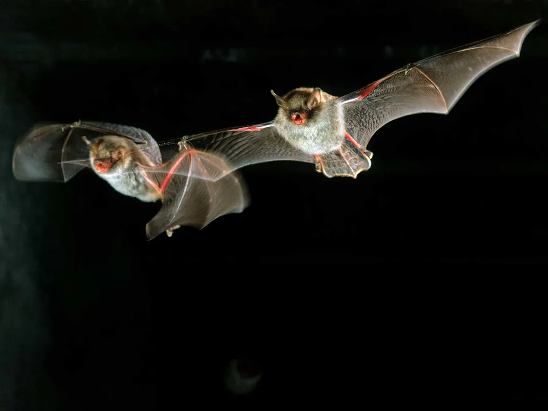 Two Bats Flying