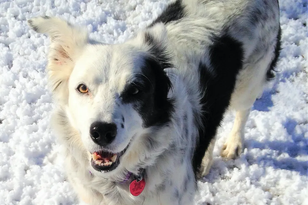 Chaser the dog
