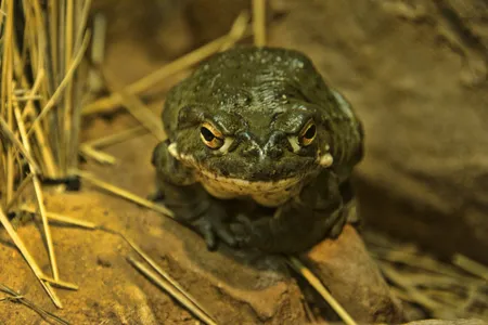 Sonoran Desert toads live at least ten years and possibly as many as 20.&nbsp;