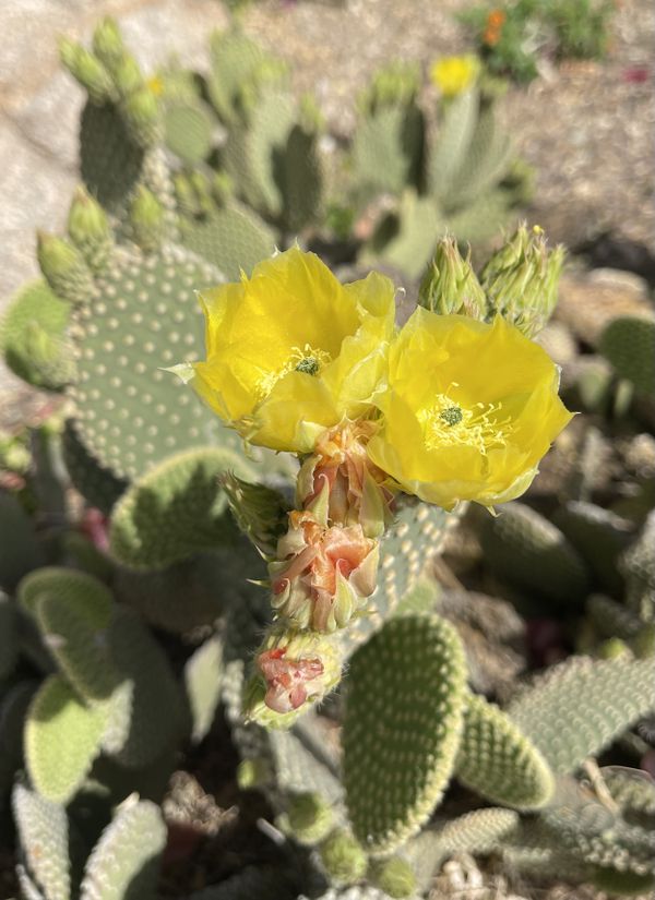 Beautiful cactus flower Hiking in Phoenix thumbnail