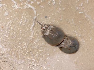 An aerial photo of two horseshoe crabs on the sand in shallow tidal waters