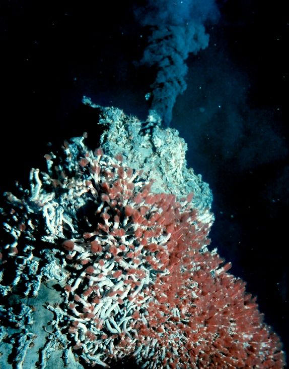 A hydrothermal vent