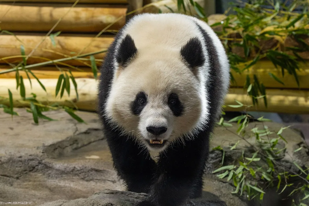 Female giant panda Qing Bao in her habitat