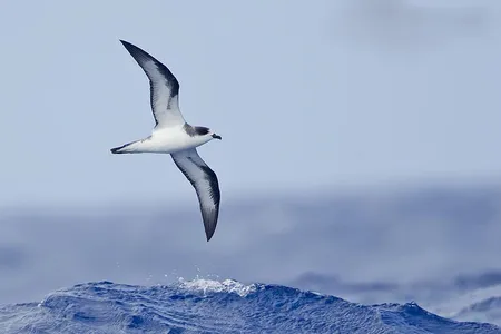 Scientists studying the bones of the Hawaiian petrel, which flies great distances over the north Pacific Ocean to feed, are collecting an invaluable long-term story dating from thousands of years ago.



