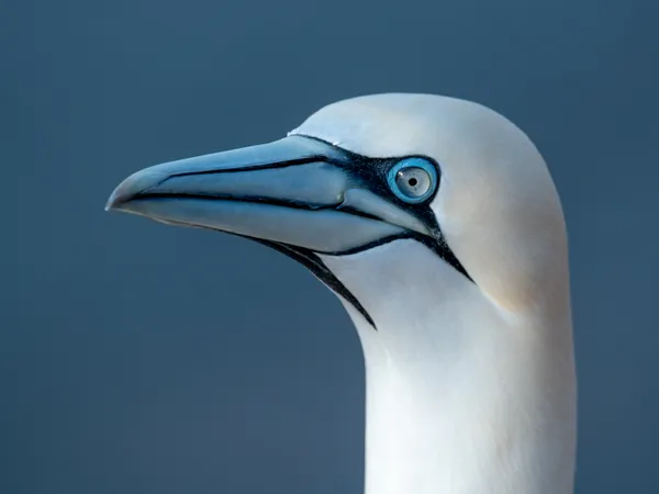 Gannet close up thumbnail