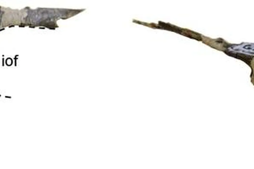 20110520083252troodontid-jaw.jpg