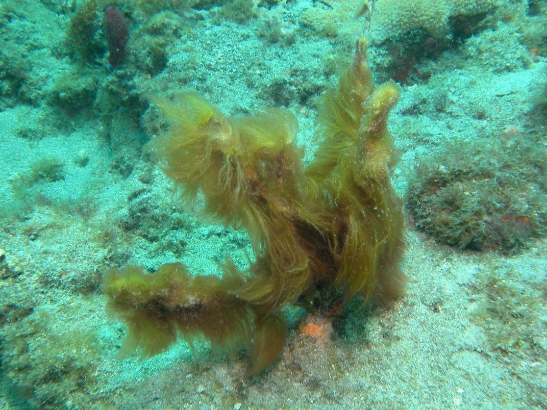 Coral with green hair-like structures on it.