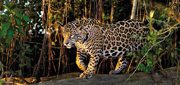 Female jaguar walking