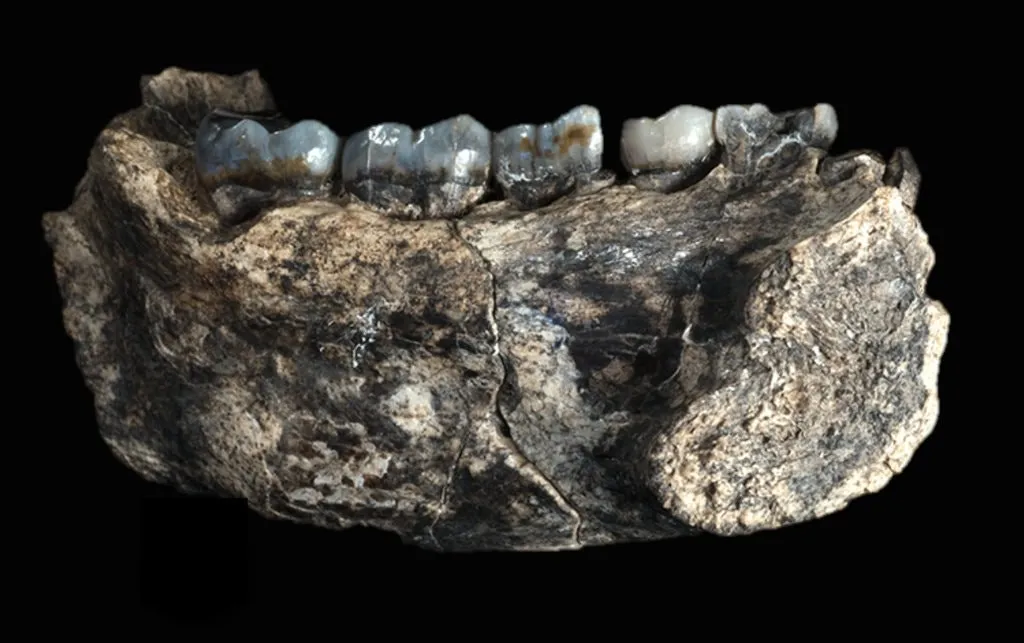 Rare fossil jawbone