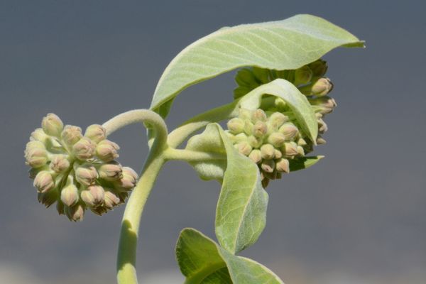 Showy Milkweed flower buds and leaves thumbnail