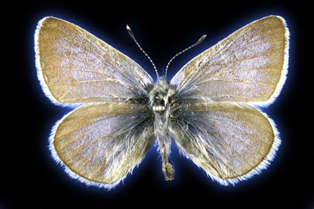 This is the 93-year-old Xerces blue butterfly specimen that researchers collected tissue samples from for this study.

