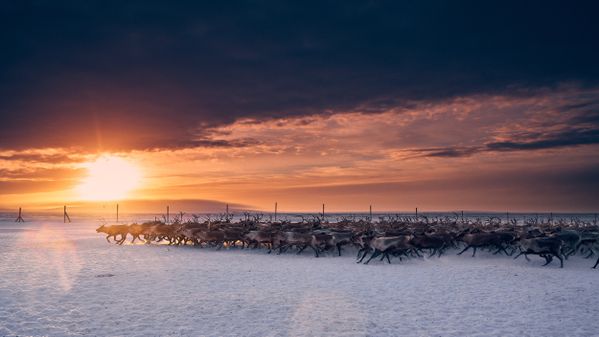 Reindeer getting herded on Nunivak Island, Alaska thumbnail