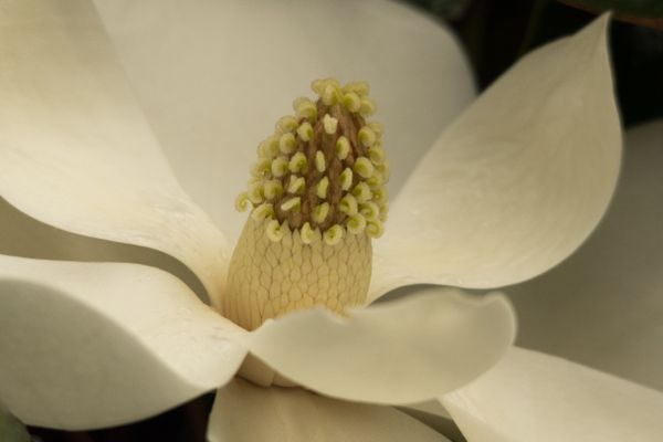 Magnolia #1 thumbnail