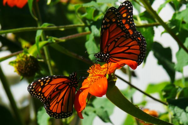 Double butterfly on Mexican sunflower thumbnail