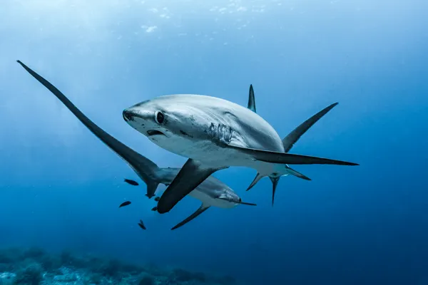 The Long Tail of the Deep thumbnail