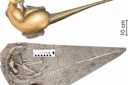 One of two perfectly preserved fossil skeletons of the newly discovered burrowing dinosaur Changmiania liaoningensis and an artist's rendering of the species. 