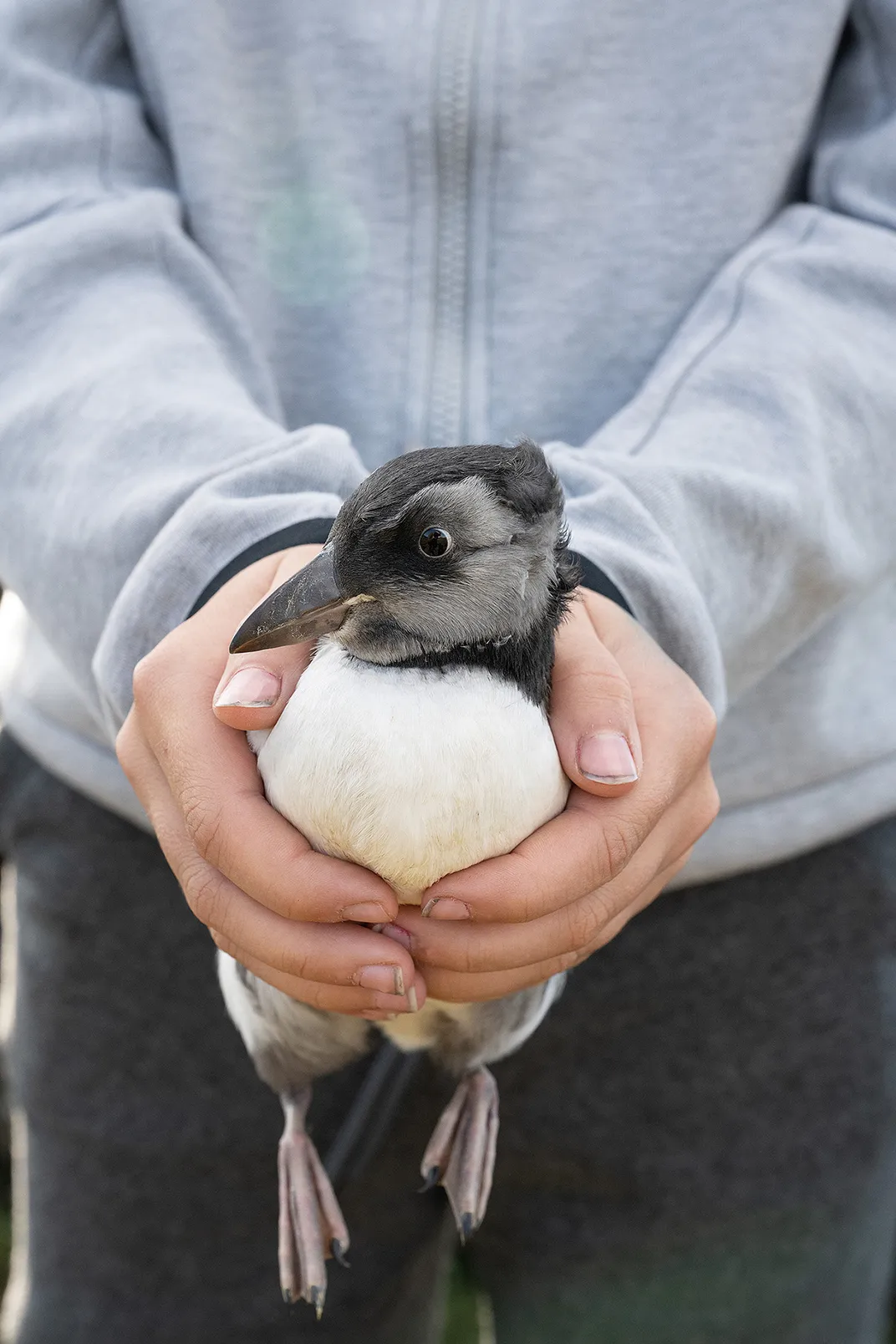 Anton Ingi Eiriksson holds a puffling that he captured the night before.