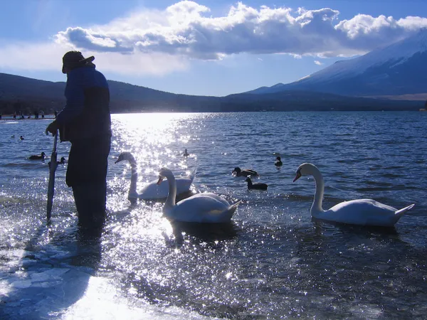 Swan feeding thumbnail