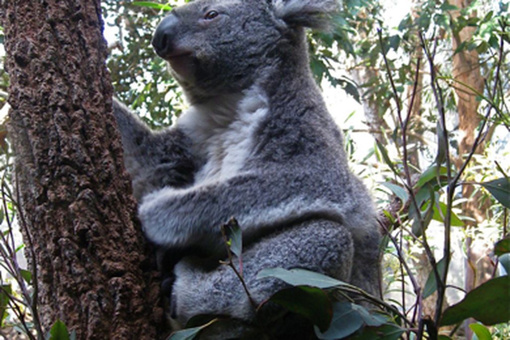 20110520102400koala2.jpg
