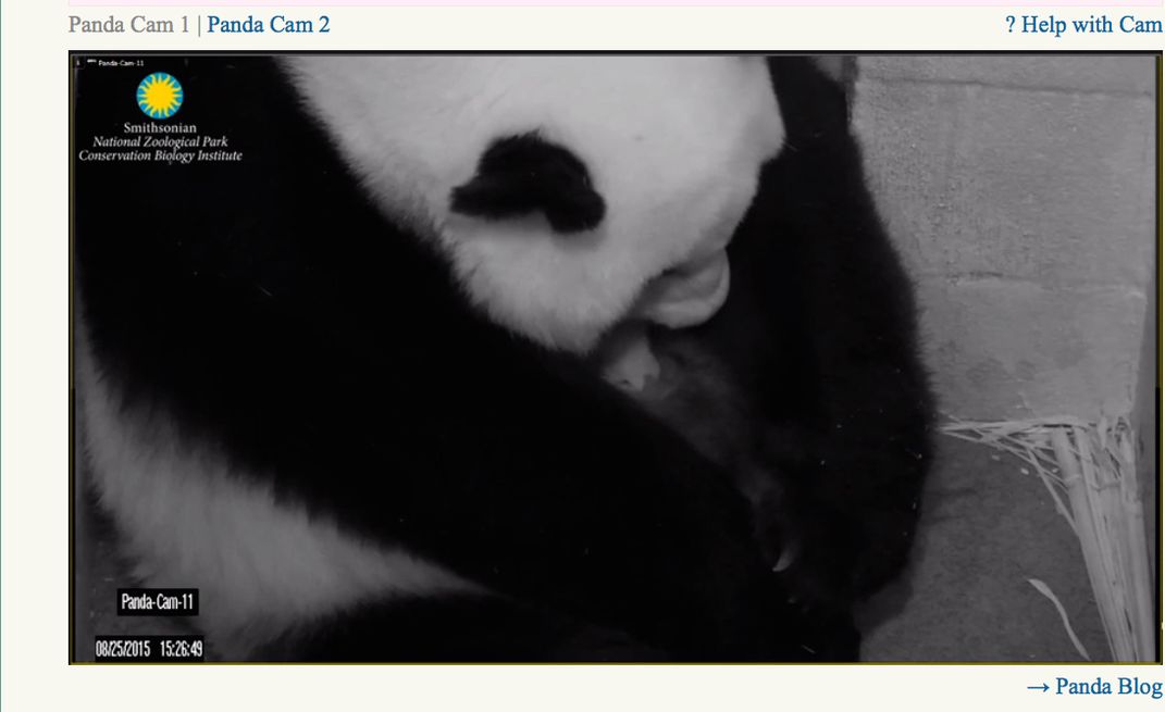 Panda Cam