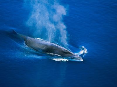An Antarctic minke whale, the animal Japanese whaling vessels target
