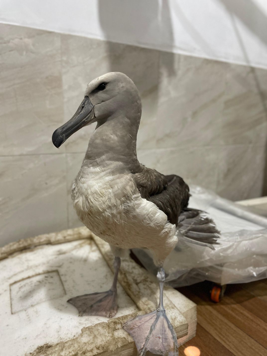 Large bird with long bill standing up