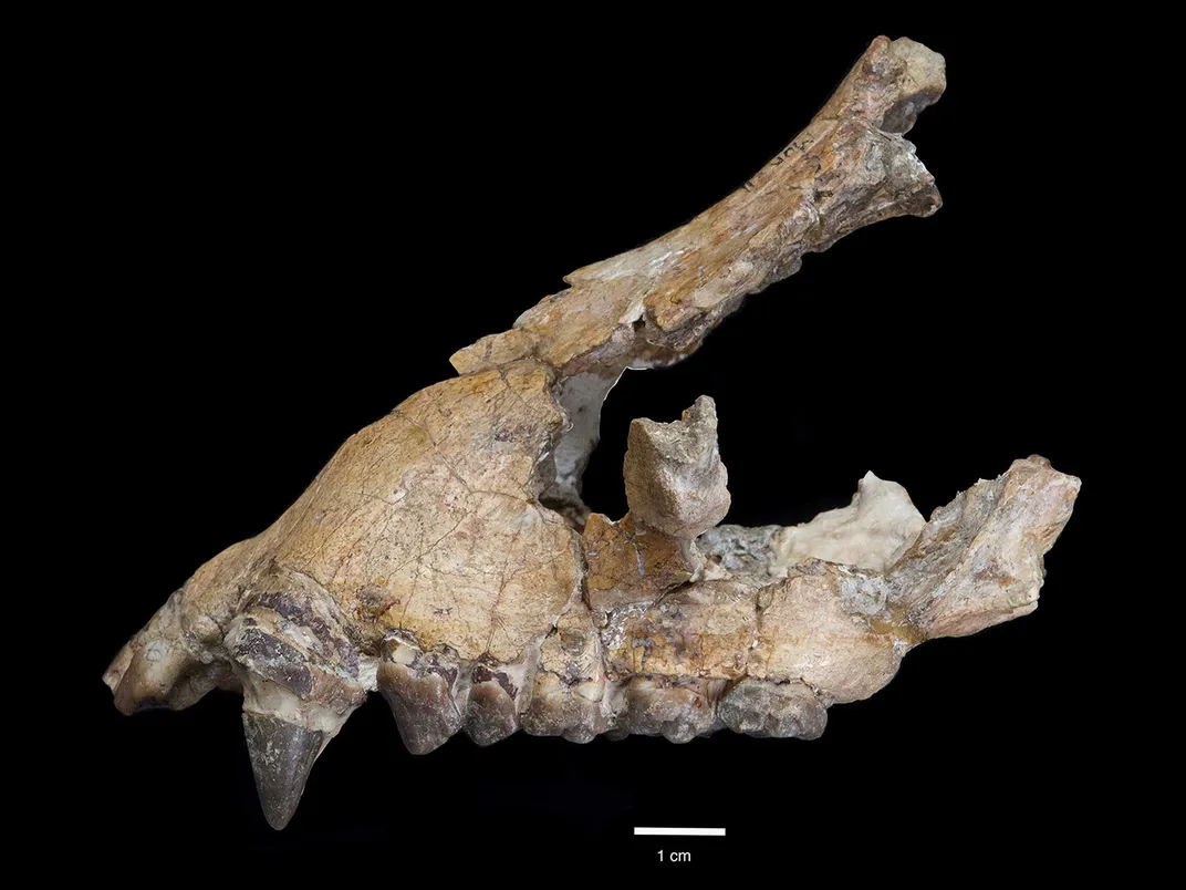 Morotopithecus bishopi Fossil