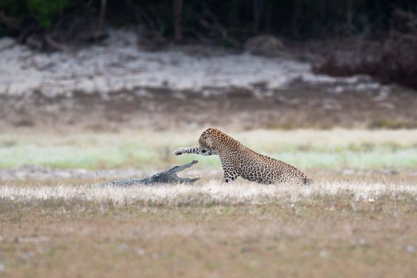 A young leopard attacking a mugger crocodile thumbnail