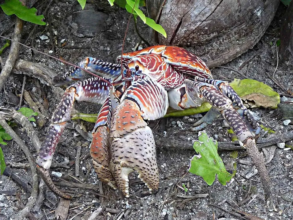 coconut crab attacks human