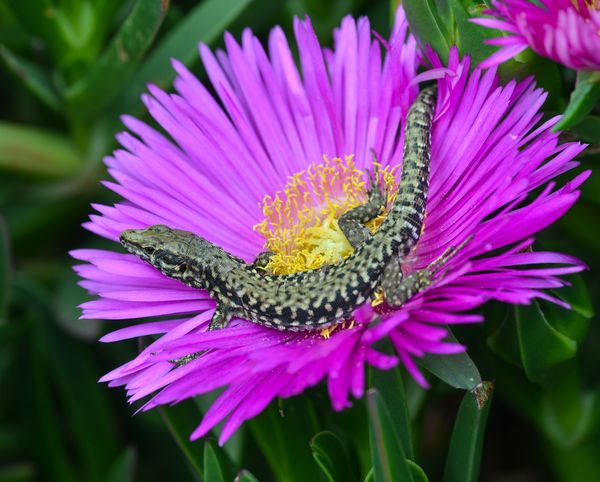 The lizard who loved flowers thumbnail