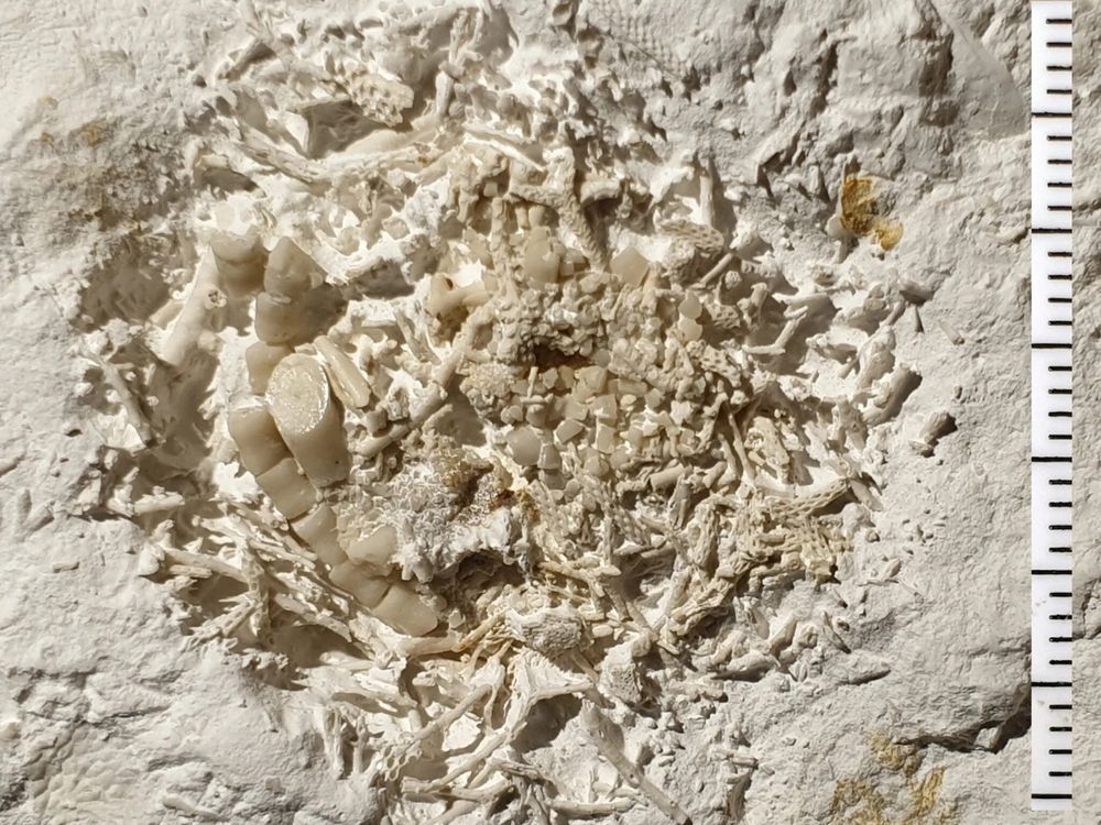 66-million-year-old vomit fossil