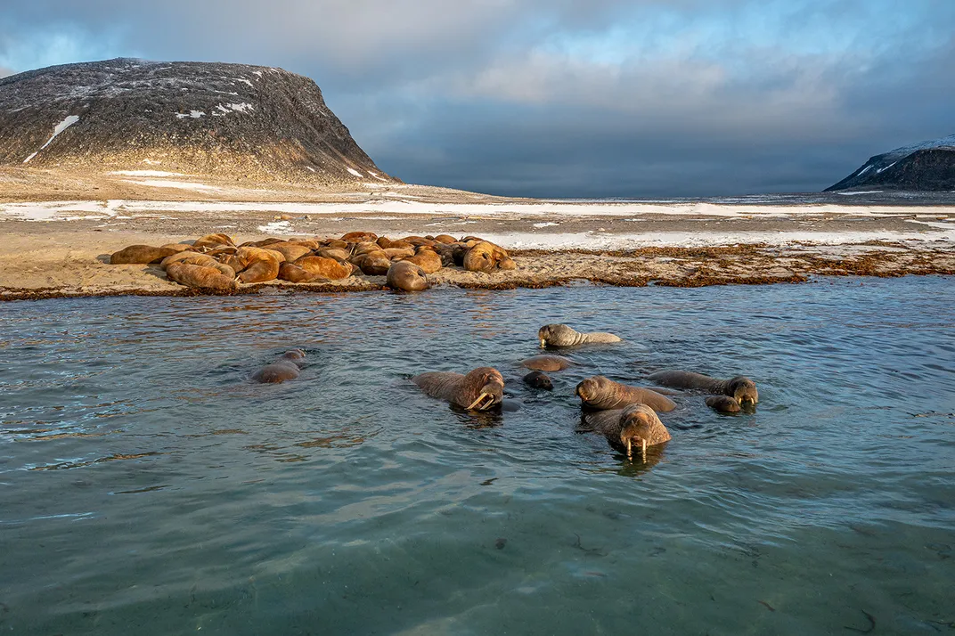 Atlantic walruses in the water just offshore