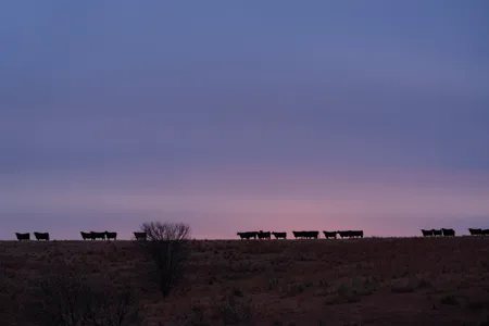 Sunrise near the Willa Cather Memorial Prairie. Cather &ldquo;made the outside world know Nebraska as no one else has done,&rdquo; Sinclair Lewis once said.