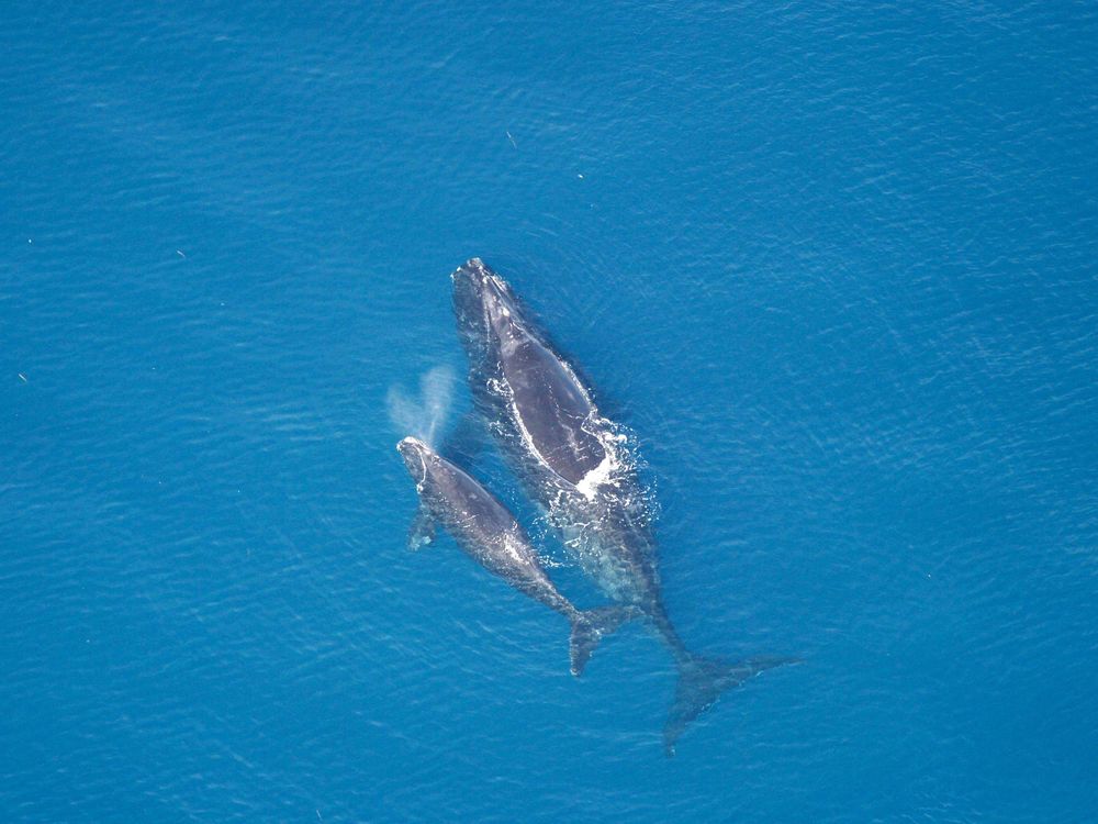A mother and her calf are seen in this aerial image from 2005.