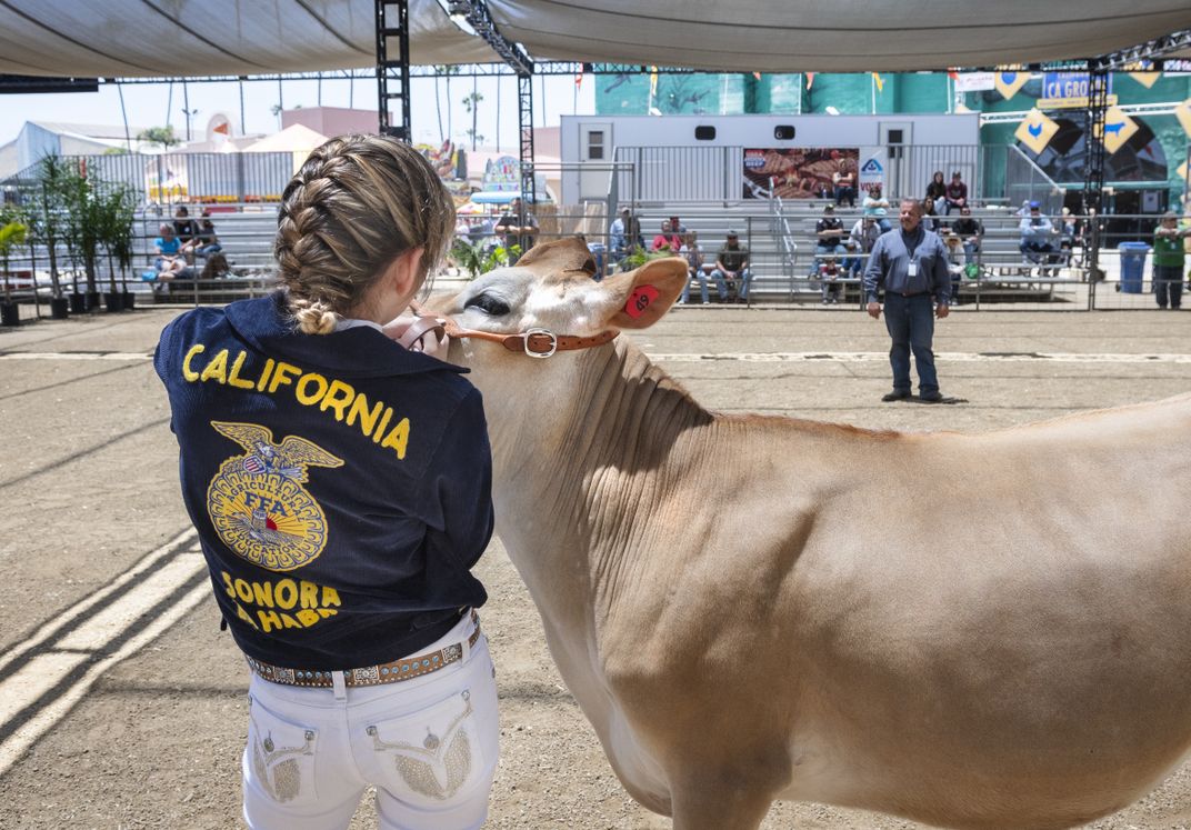 Cows at the Fair