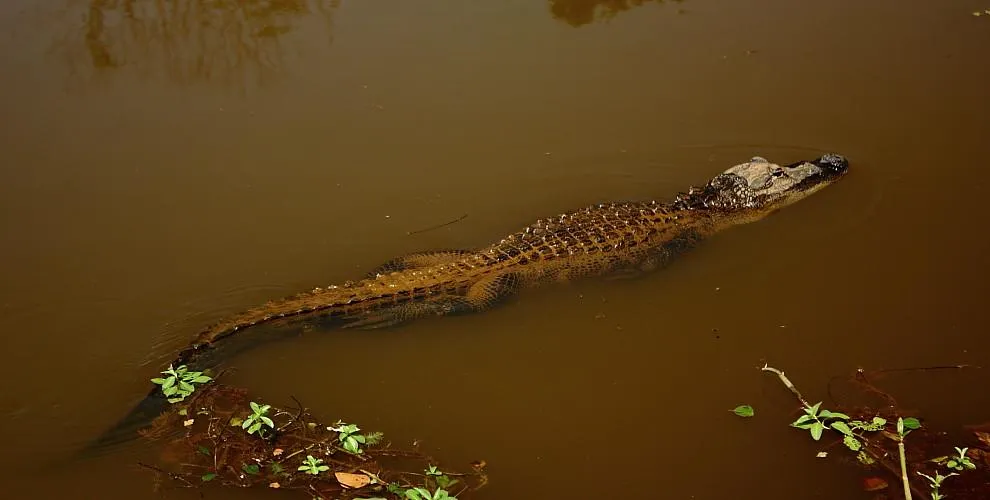 An image of an alligator swimming through murky water. Its tail is nearly as long as its body, helping it glides beneath the surface of the water.