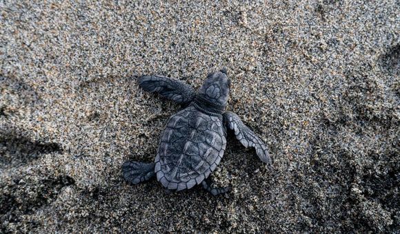 Loggerhead Sea Turtle.jpg
