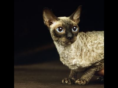 These unusual cats may have some advantages for allergic owners, but to call them hypoallergenic would be a stretch.