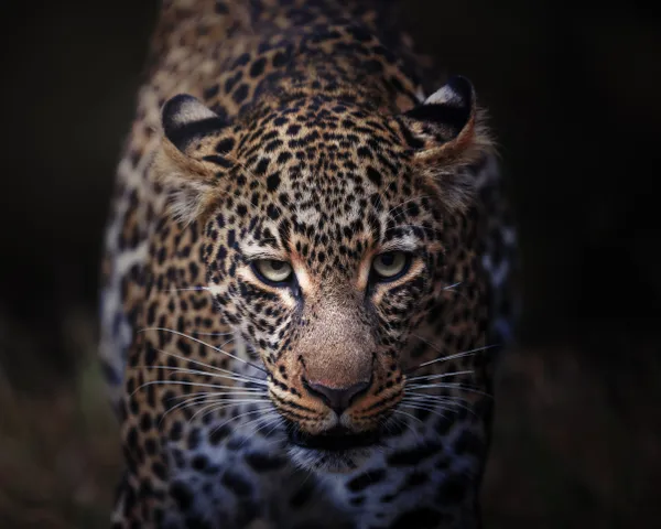 Piercing eyes- Capturing the moment when the leopard meets the lens thumbnail