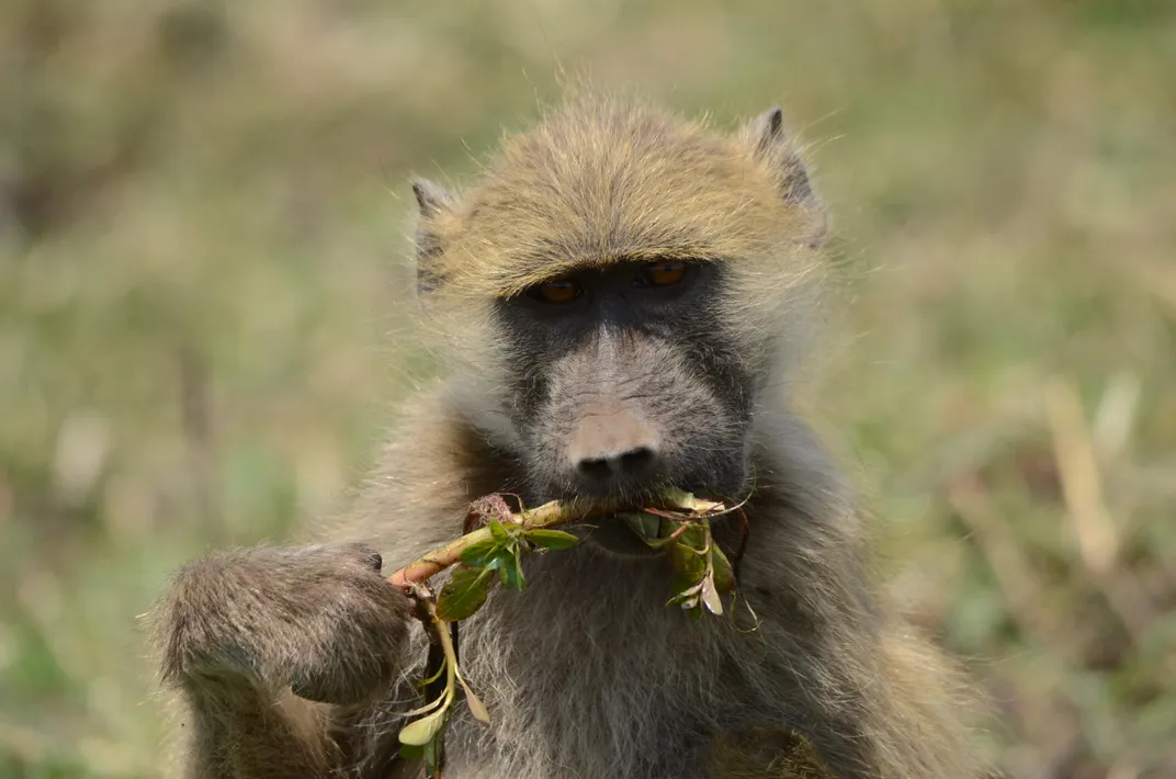 Baboon in Chobe National Park