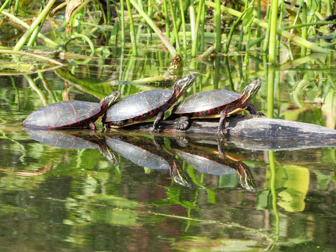 Three Painted Turtles Basking In The Sun At Chain O' Lakes State Park 