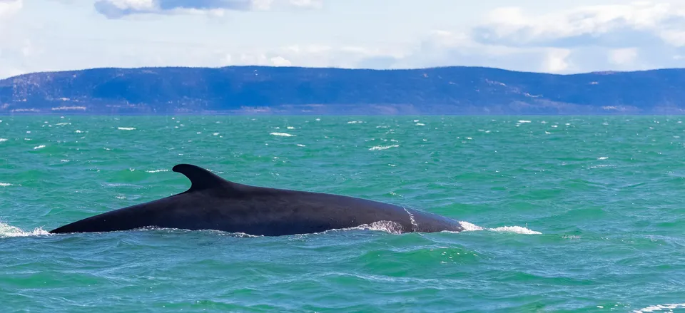  Whale watching off the Canadian coast 