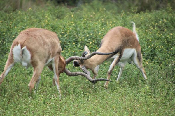 Locking Horns thumbnail