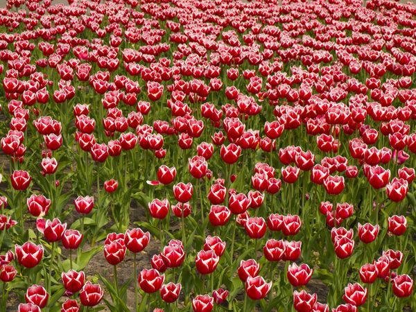 Tulips. thumbnail