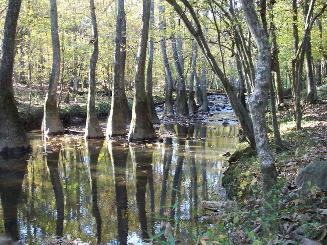 Trees Standing in Rock Creek | Smithsonian Photo Contest ...