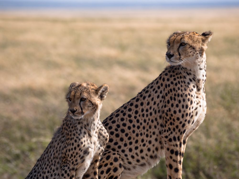 Small cheetah sitting next to big cheetah