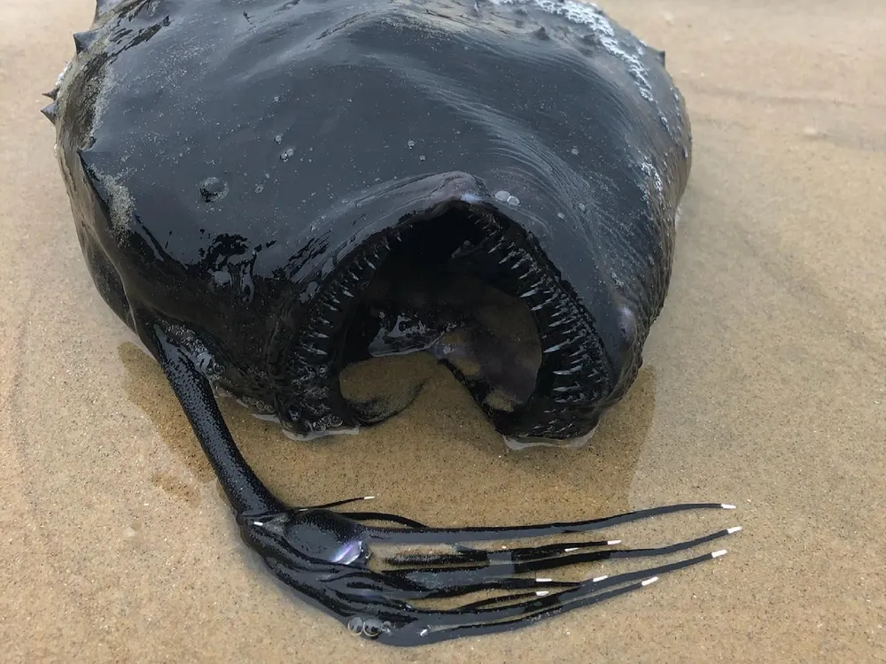 A photo of a Pacific football fish washed ashore on a sandy beach. The fish is black in color, has rows of tiny shap teeth outlining its mouth, and a long "rod-like" fin attached to its head.