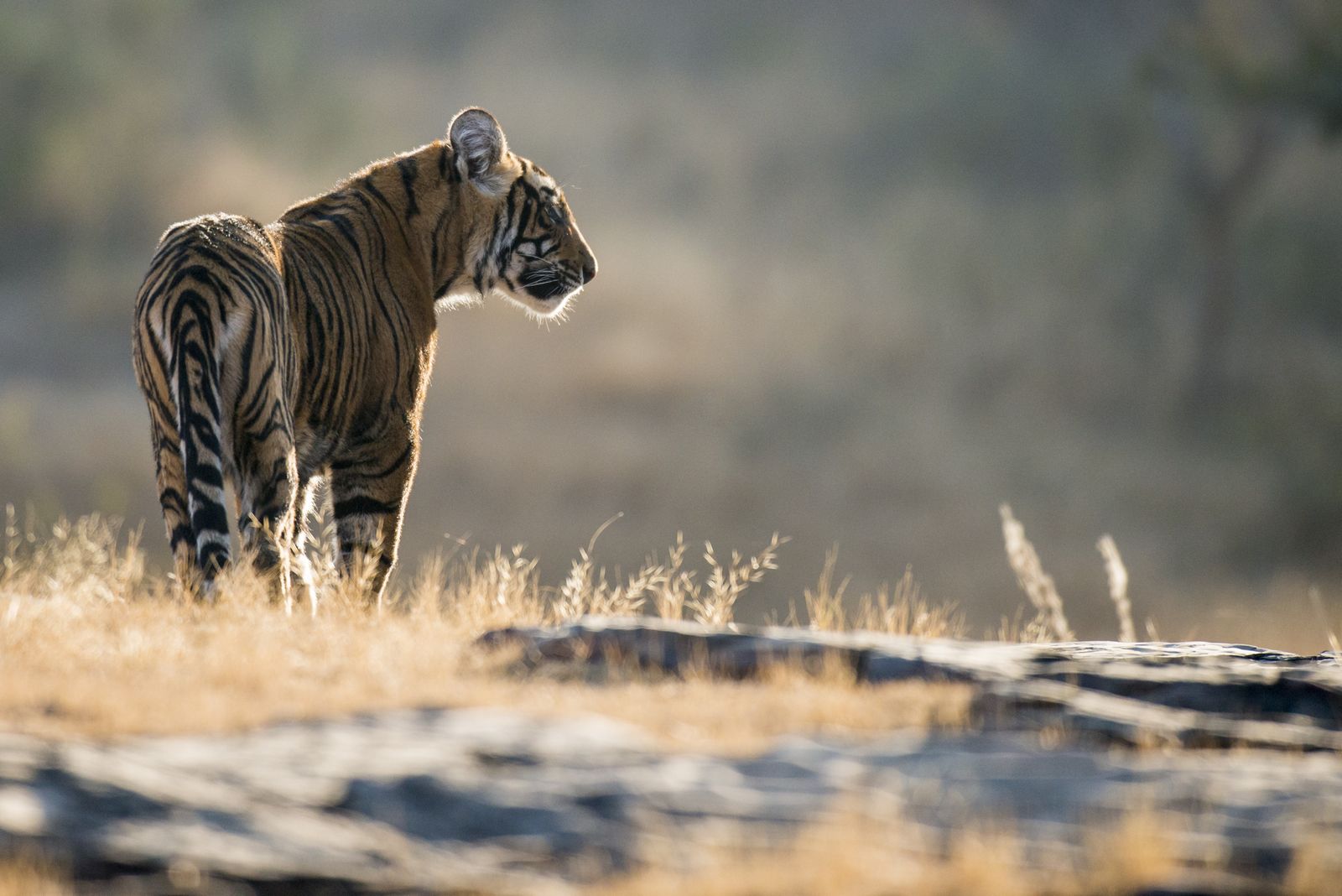 Massive hype around Bengal Tiger - Hollywood News 