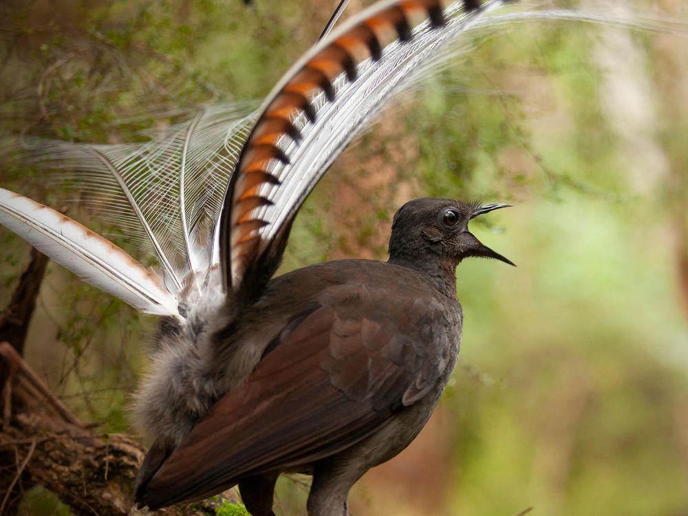 male superb lyrebird