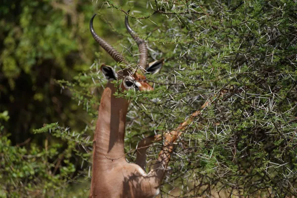 Hidden Among Thorns thumbnail